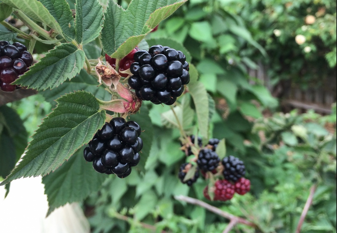 You can either go foraging for blackberries or grow them yourself.